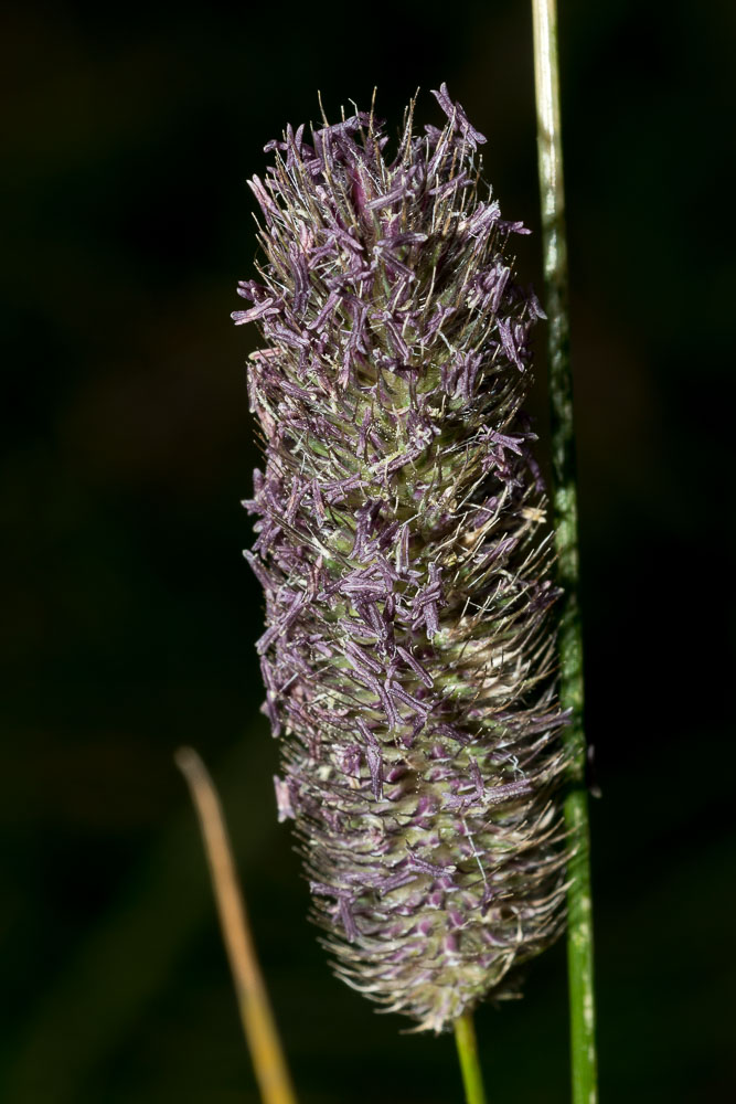 Phleum di altitudine